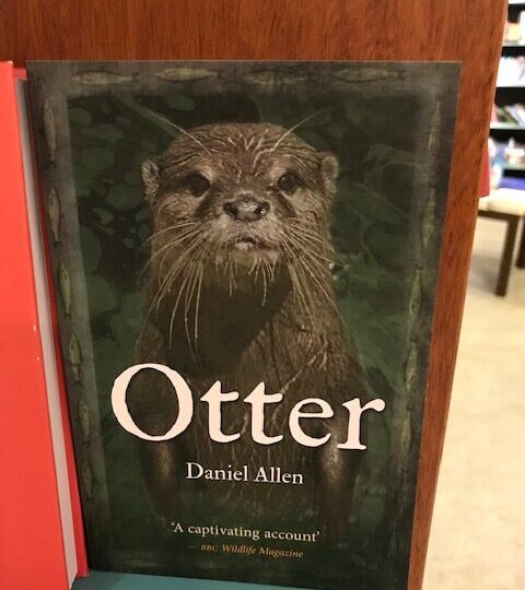 Ny titel på avd. Djur & natur: Otter, av David Allen