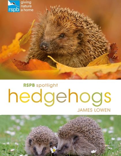 James Lowen: Hedgehogs