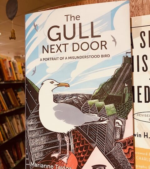Ny titel på Avd. Djur & Natur: The Gull Next Door. A Portrait of a Misunderstood Bird, av Marianne Taylor