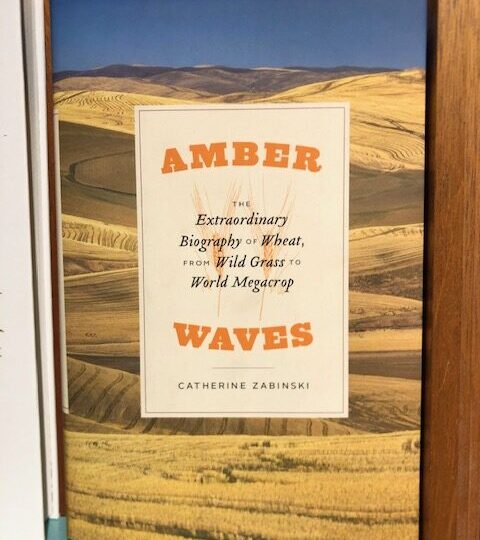 Amber.The Extraordinary Biography of Wheat, from Wild Grass to World Megacrop, av Catherine Zabinski