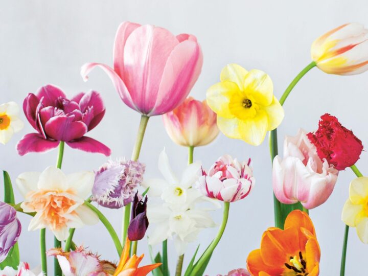 Ulrika Grönlund; Pernilla Bergdahl: Tulpan & narciss